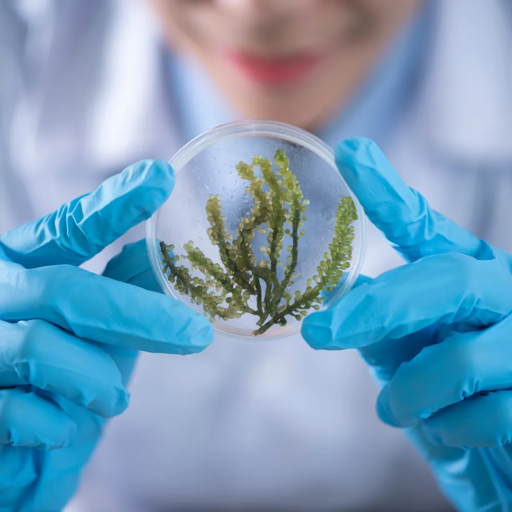 Plant in petri dish